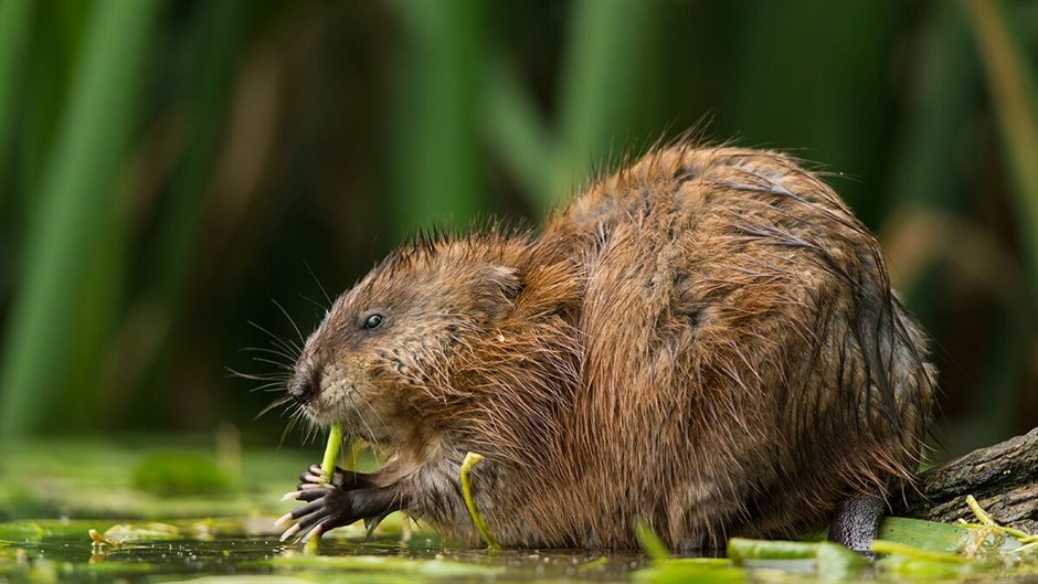 Muskusrat---bron-Otto-Plantema_0289 (Breedbeeld)